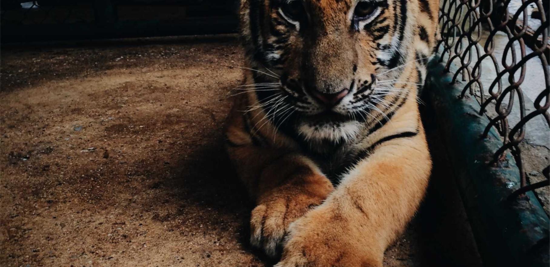 香烟卫生和安全问题