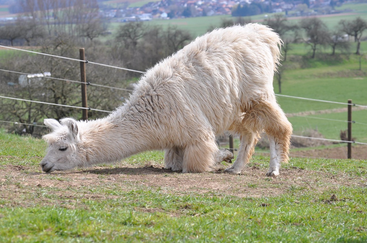 8A温岭同城游戏账号注册平台